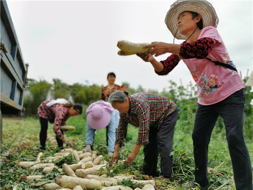 当地村民在基地务工采收萝卜.jpg