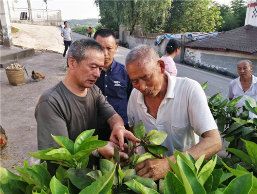 虎城镇：专家进园送技术