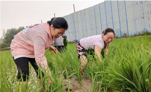 高台镇：为农服务解民忧
