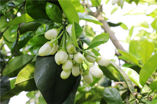 纳溪区：又到柚花开 林间红娘授粉忙