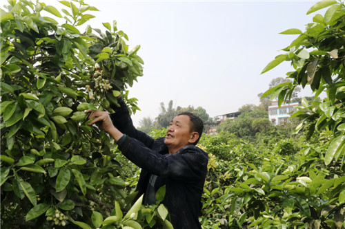 又到柚花盛开时，林间红娘授粉忙 杨尚威摄 (7).jpg