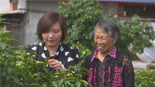 彭山区：党员帮助群众脱贫致富
