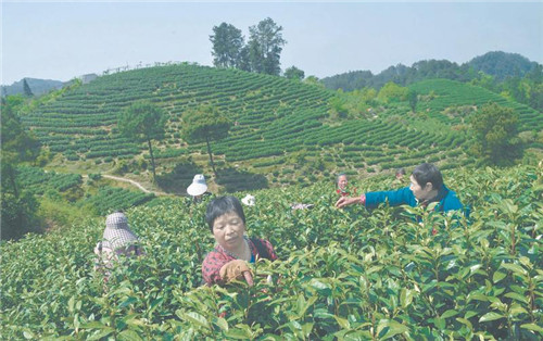 从“茶叶”到“茶业”的蝶变