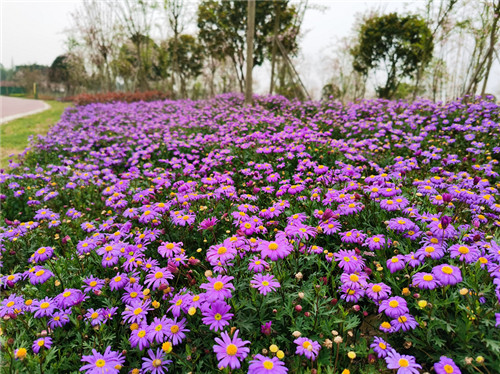 竹里海棠公园鲜花盛放.jpg