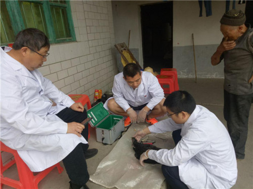 南江县：专家精准摸透家禽致死病因