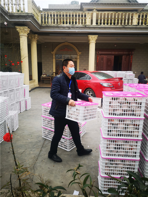 丹棱县：产业带头人助力抗疫情
