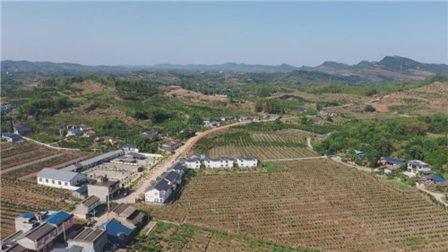 彭山区岐山村：走出脱贫致富新路子