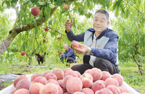 代市镇：党建引领促进产业振兴