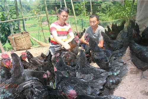 图2:“鸡啄地”养殖的土鸡受青睐_副本.jpg 图2:“鸡啄地”养殖的土鸡受青睐_副本.jpg