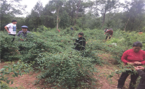 高塔镇 ：做大做实金银花产业