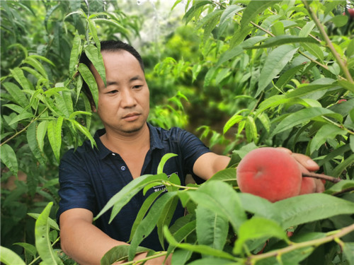 彭山区：种植蜜桃让乡村振兴有颜值更有产值