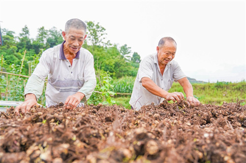 顾县镇：“中药材+旅游”推动乡村振兴