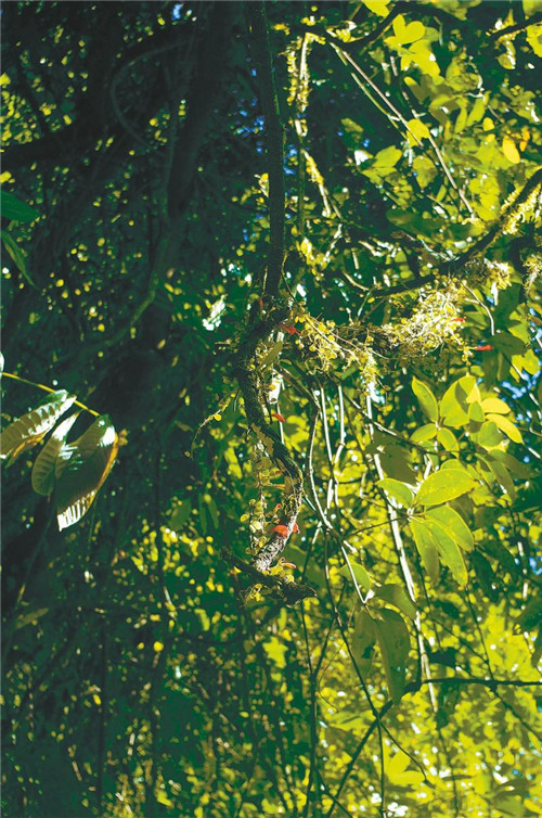 中国科学家发现“隐世” 百年植物物种