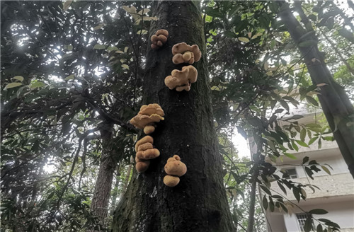 树上的独特风景.jpg