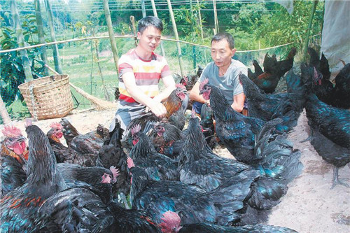 舒成鑫：让“鸡啄地”成“聚宝盆”
