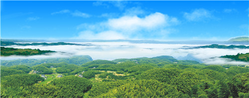 大旺竹海美景.jpg