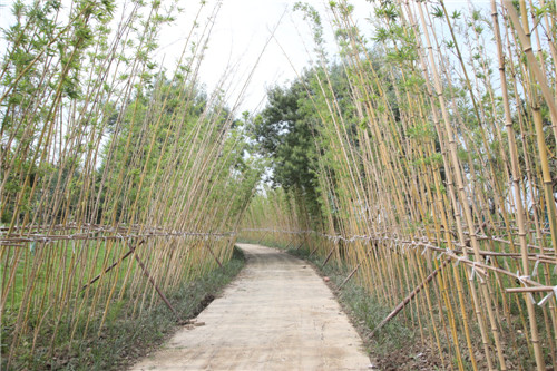 彭山区：全力打造竹林风景线