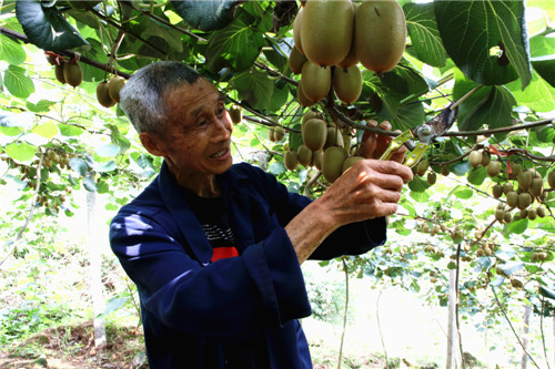 丹棱县：岐山村产业兴农