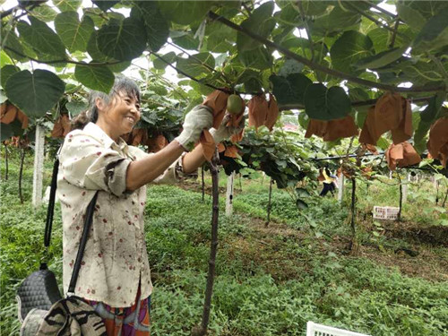 彭山区：悦园村大力发展猕猴桃种植