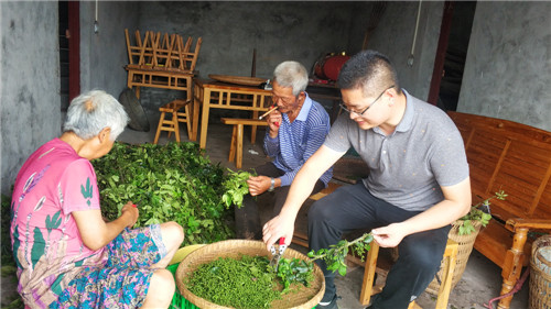 黄陈帮助村民采摘花椒1.jpg