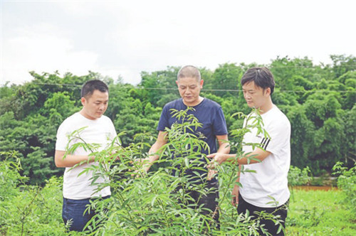罗渡镇：加快实施乡村振兴战略