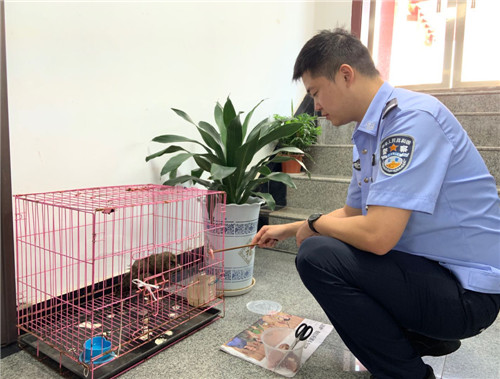 前锋区:森林警察救助国家二级保护动物