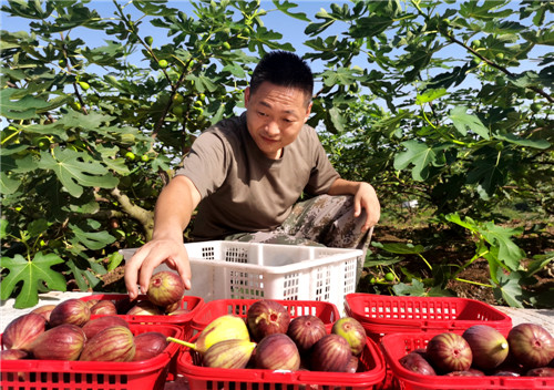 仁寿县龙正镇冲天村退役军人郭浩然正在自己的创业园里分拣无花果，准备销售。.jpg