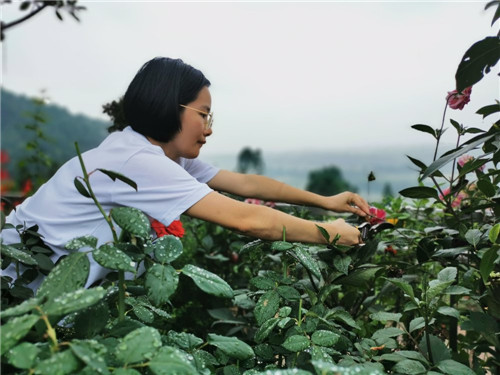 翟美莲修剪枝桠.jpg