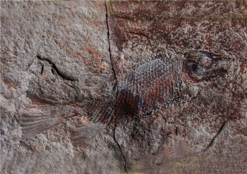 化石鱼标本.jpg