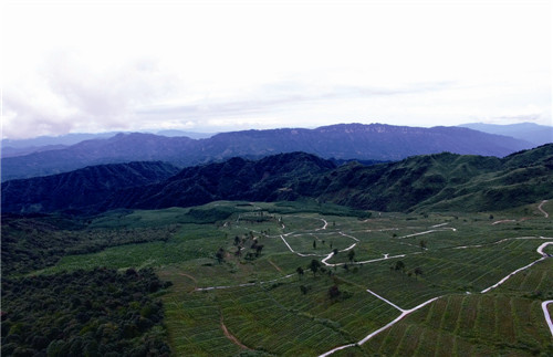 农业黄家山有机茶园.jpg