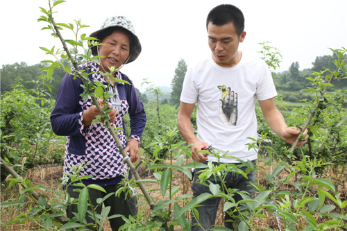 张平（右）正在藤椒基地内指导务工村民进行修枝。.jpg