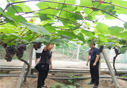 华蓥市：邀请专家指导葡萄种植技术