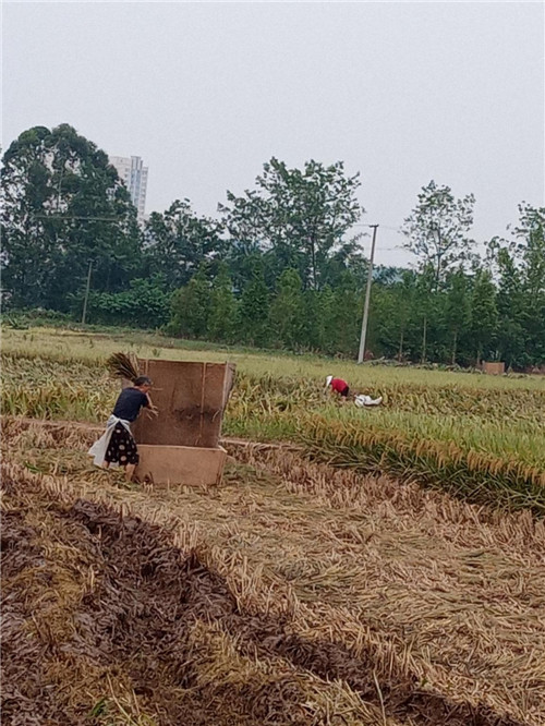 受灾群众正在收割倒伏的水稻.jpg