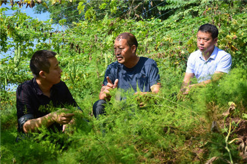 2020年9月7日，在位于东兴区白合镇的内江蕊尚中药材种植有限公司天冬种植基地，人们正在查看天冬长势。.jpg