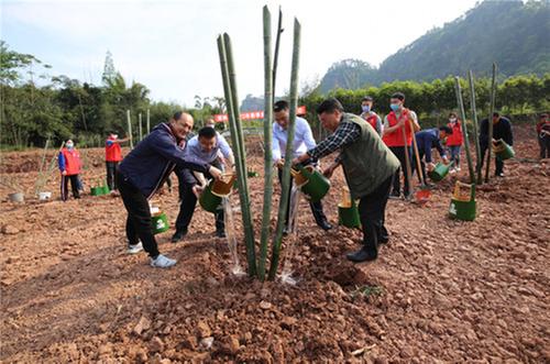 青神县：发展多元化林产业助力脱贫致富