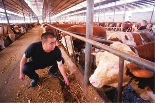 余长寿：生态养牛效益高