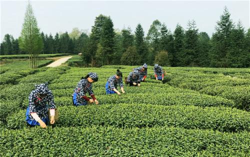 “泡好”一杯茶 致富一方民