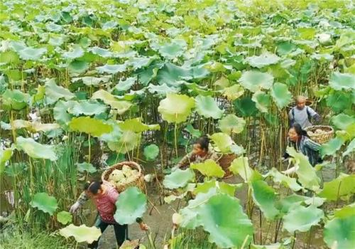 花园镇积极融入成渝地区双城经济圈建设