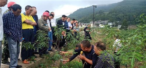 泥龙镇：开展青花椒技术培训