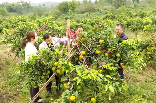 岳池县农业农村局深入基层调研果品生产销售情况