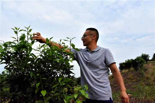 丹棱县：种植大户林军跨界种出“新希望”