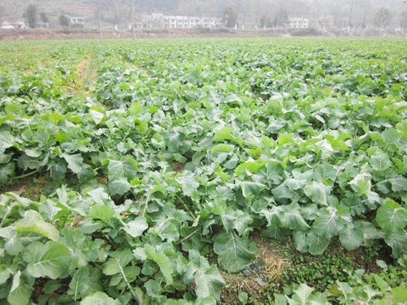 秋季油菜高产“六关键”