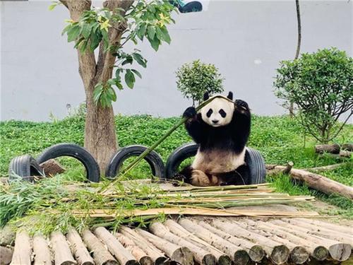 2020中国国际竹产业交易博览会·首届数字国际熊猫节将在眉山举行