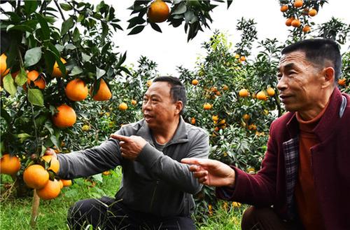 丹棱县：石河村坚持党建引领基层治理