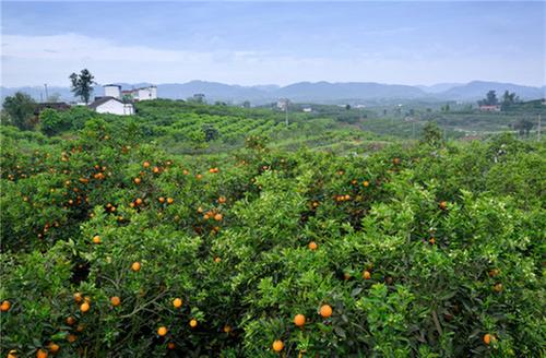 彭山区：建设旅游环线助力乡村振兴