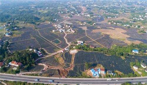 前锋区：高标准推进前锋·广安青花椒现代农业园区建设