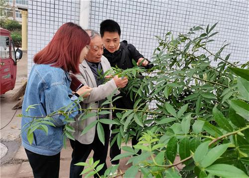 广安青花椒成就产业脱贫梦