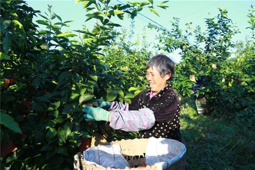 广安市枣山园区：巩固脱贫成果提升攻坚实效
