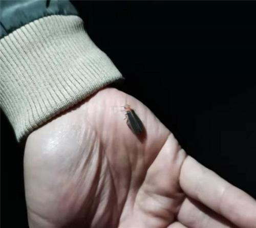 青神县开启冬季萤火虫观赏模式
