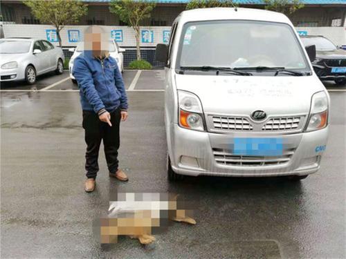 前锋区公安破获一起毒狗盗窃案
